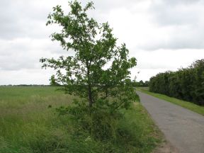 Greenwich Meridian Marker; England; Lincolnshire; Fulstow